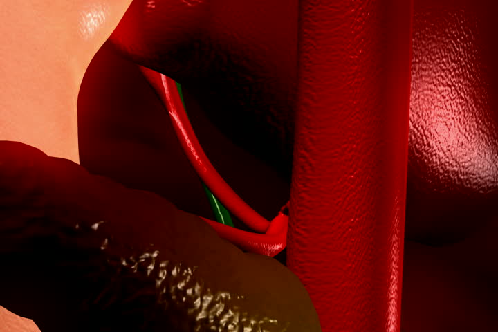 Digital footage of  liver   in  colour  background	