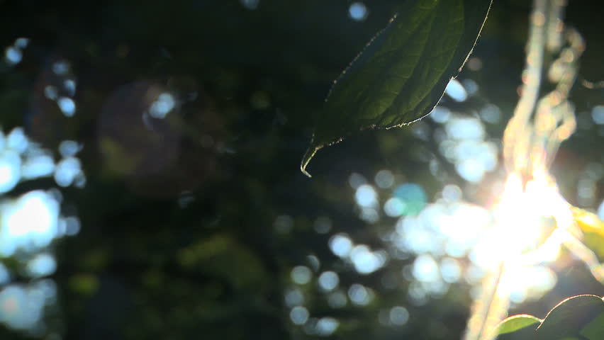 Morning Glory leaves in the morning sun.