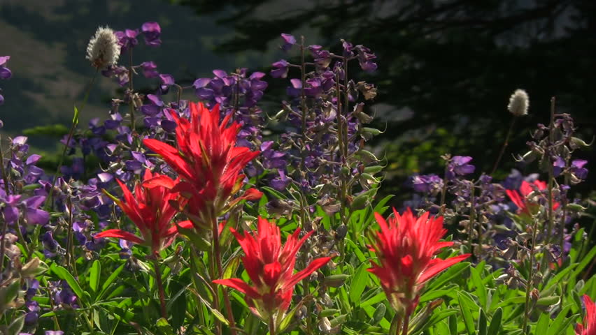 HD 1080i close-up shot of beautiful wildflowers in the Olympic Mountain National Park.