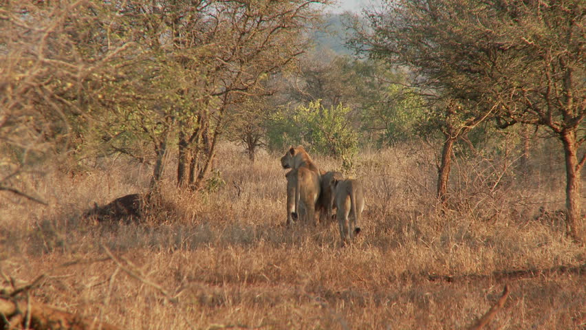 A small lion pride walk in search of prey in the early morning light