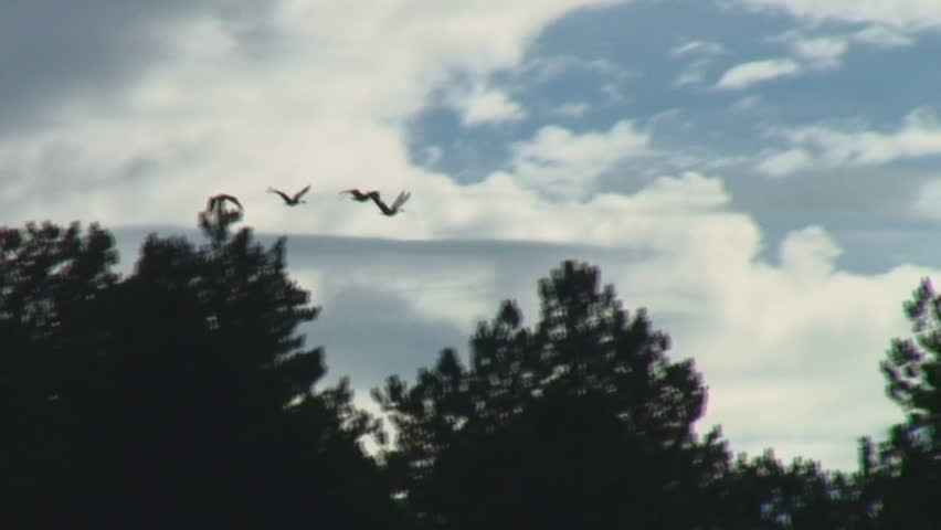 Canada geese fly in silhouette above treeline toward greying skies.