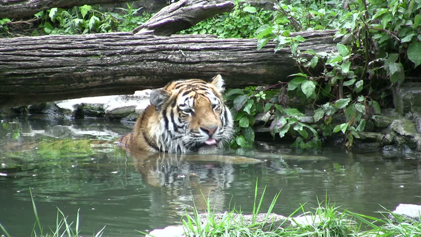 adult tiger bathing in pond and then climbing out of the water