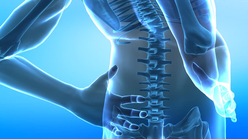 Human spine anatomy closeup