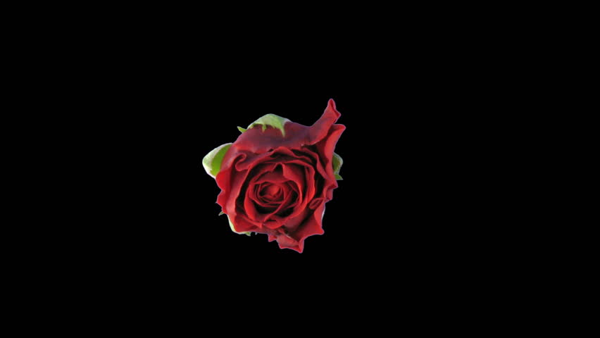 Time-lapse of opening "El Toro" rose 