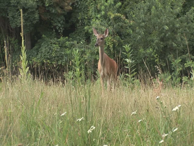 Deer grazing, looking towards camera