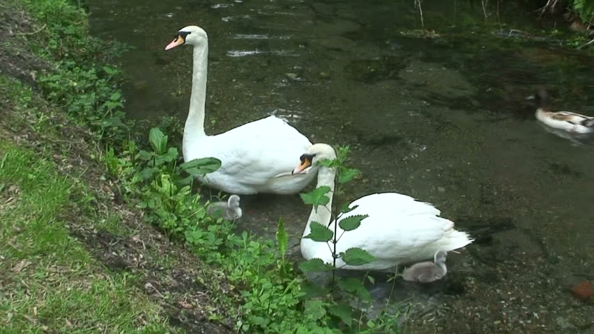 Family of Swans swimming on River