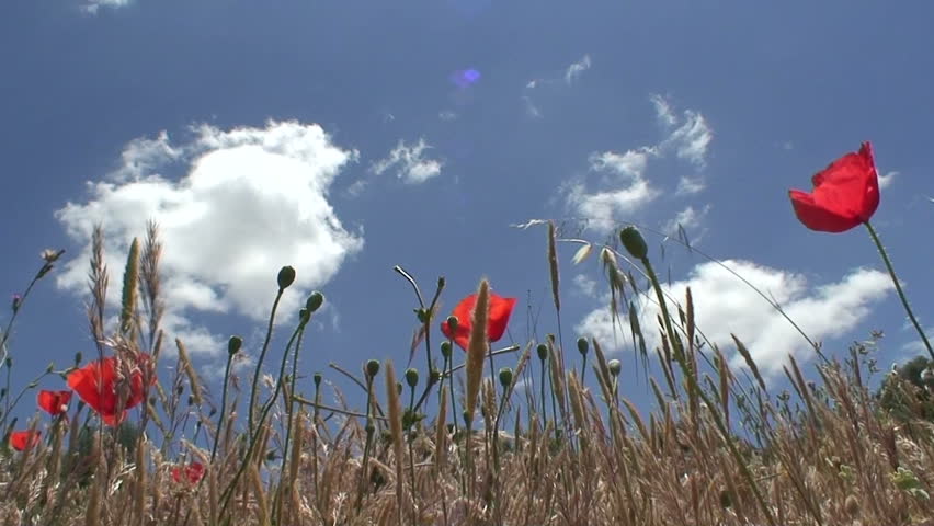 Sunny poppy field with bright blue sky