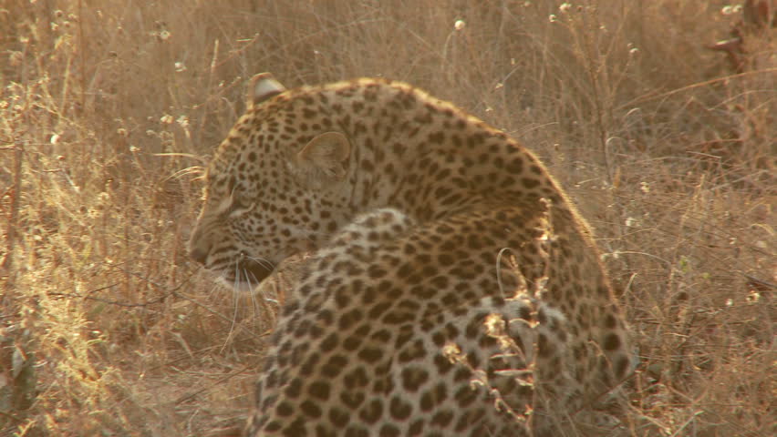 A sitting leopard turns and hisses a warning before beginning to scratch his head with his paw and then sits down to relax