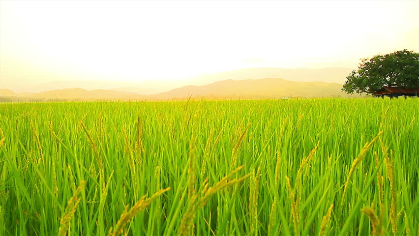 Green Farmer High Quality Food Green Farmer High Quality Food