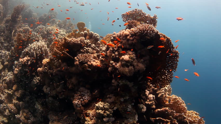 hard corals with reef fish and divers in background