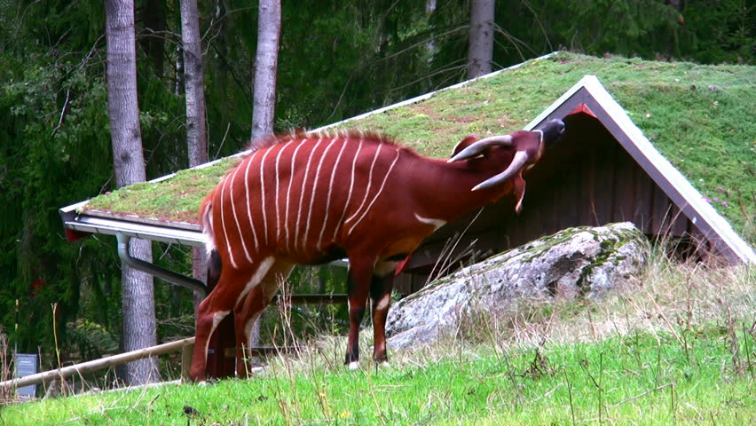 Bongo Antelope 1