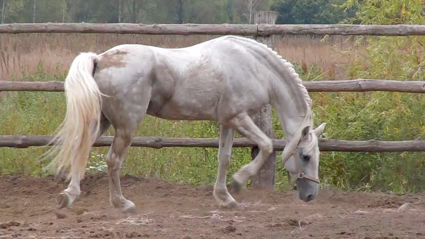 Horse roll in the dust and running