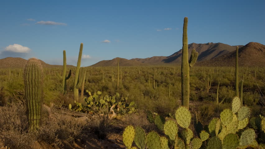 (1137) Saguaro National Monument Saguaro Cactus Desert Arizona Sunset. Themes of travel, wilderness, adventure, nature, culture, desert, destinations, exploration, geology, seasons, time, weather. 