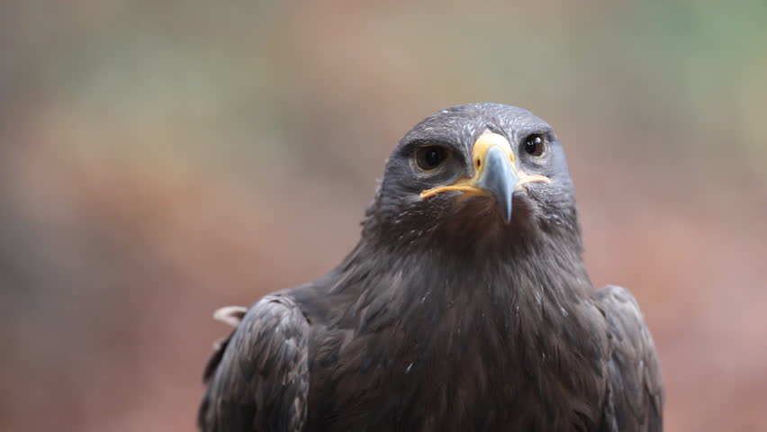 Steppe Eagle (Aquila nipalensis)  - close-up view footage of this majestic bird of prey