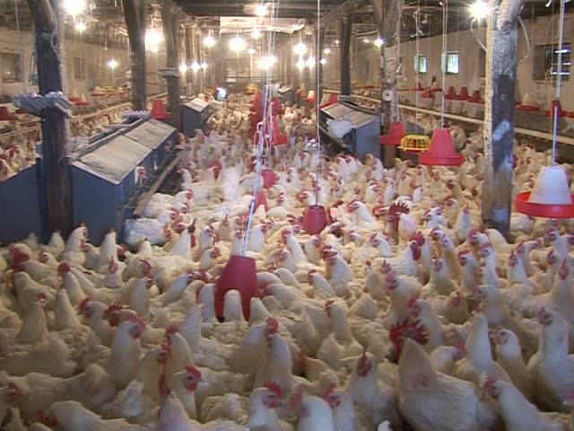 video editor chicken farm, several different video clip in one video footage