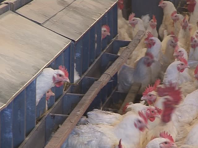 chicken farm, two different video clip in one video footage