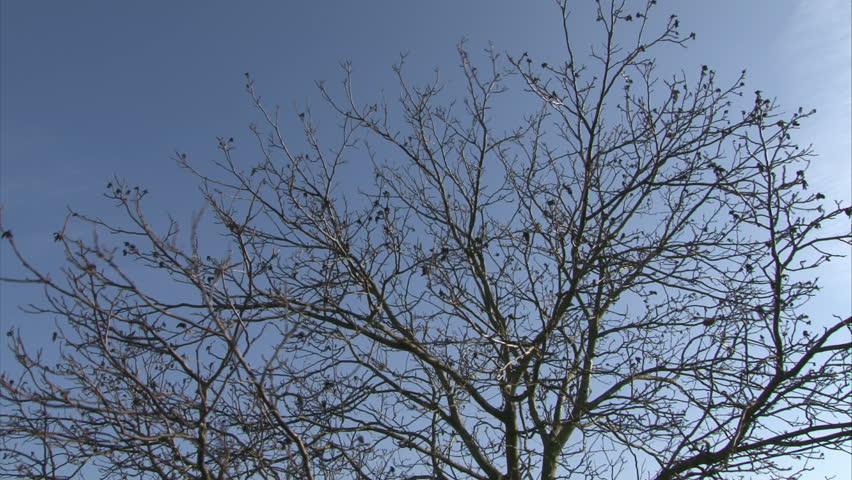 Bare walnut tree in winter. Sticks are shaking in wind while sky color is changing. Time lapse.