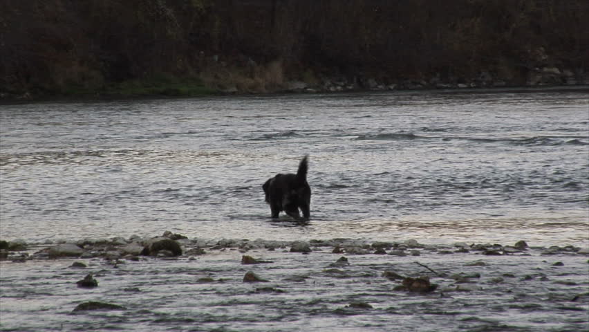 dog searching after a stone in river