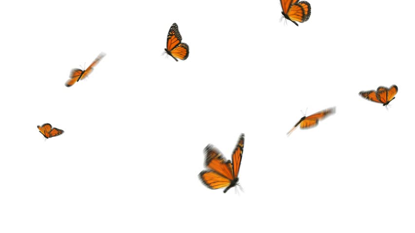 Monarch Butterflies Flying Small Group Forever Stock Footage Video (100%  Royalty-free) 589474 | Shutterstock