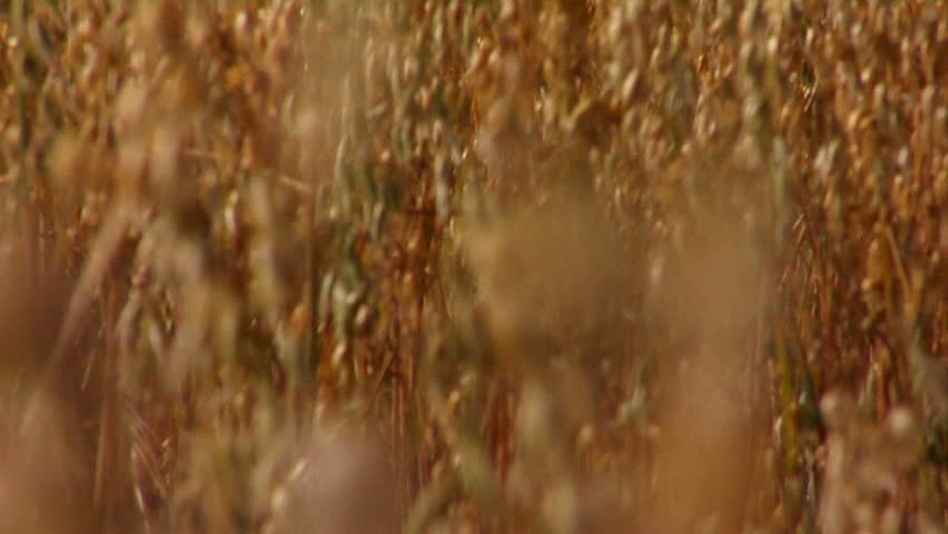 Beautiful woman in wheat field
