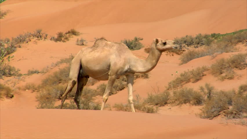 camel watch and run quick