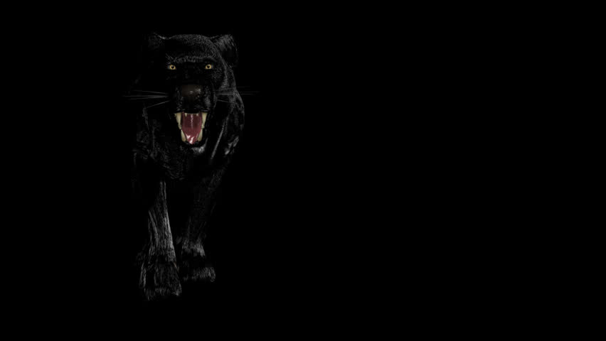 Wild black panther