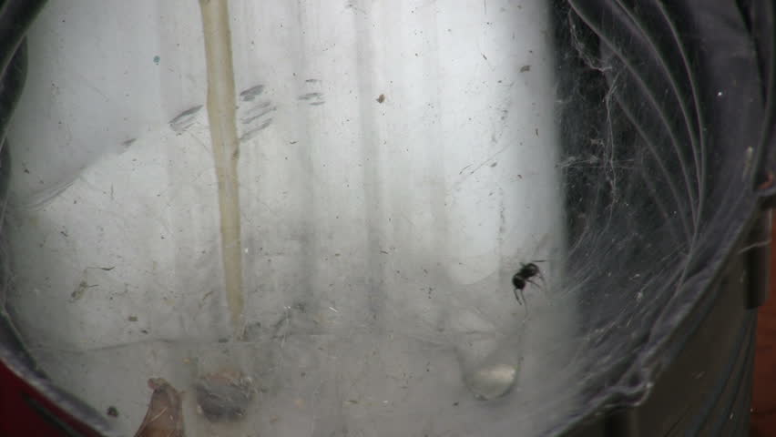 Ant being caught by Spider