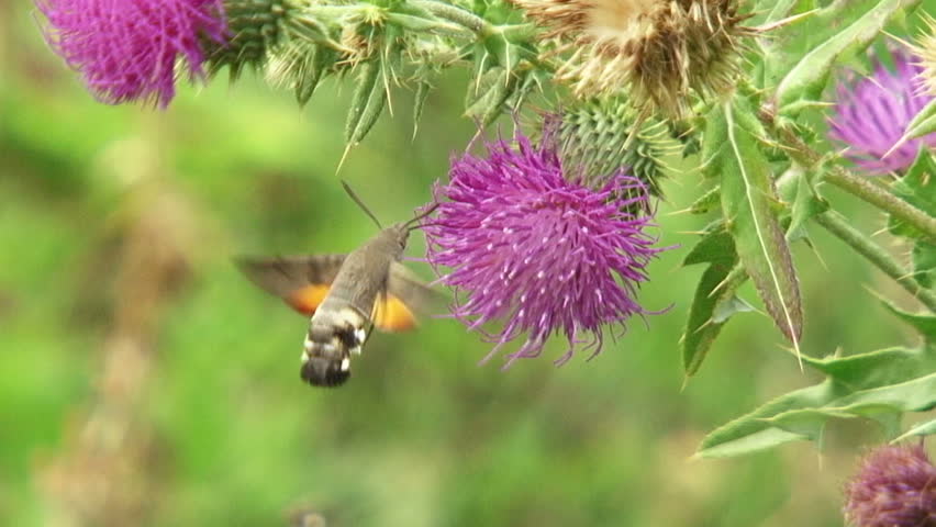 Insects Insects pollinate flora.
