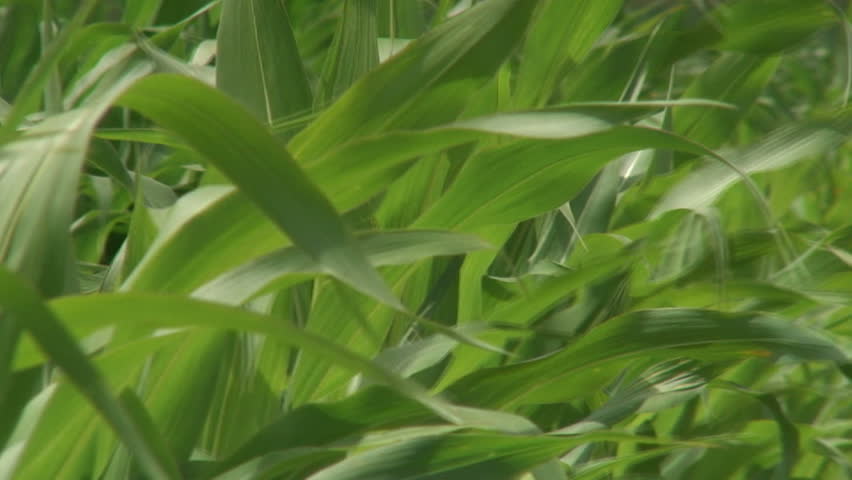 cornfield