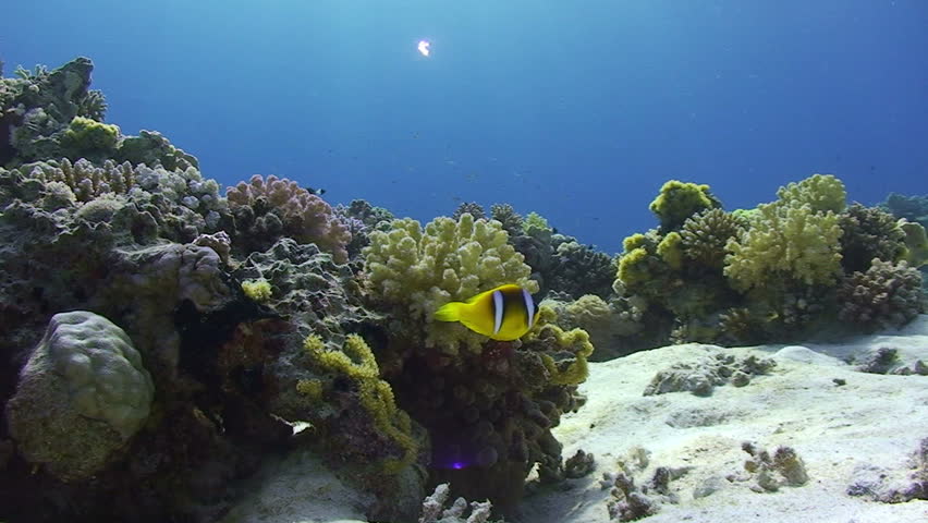 Red sea anemonefish (amphiprion bicinctus), adult pair, swimming away from the protection of their host Bubble anemone (entacmaea quadricolor). Gordon reef, Gulf of Aquaba, Red Sea, Egypt.