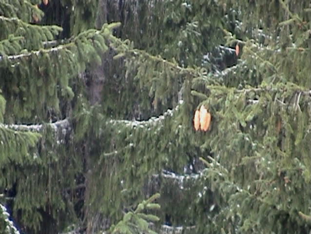 snow fall in mountain