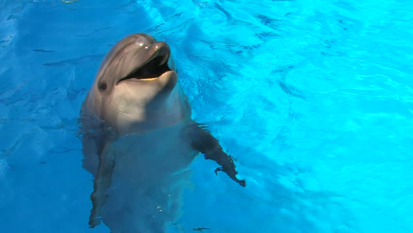 HD Smiling dolfin playing in Swimming Pool, , closeup, Canon XH A1, FullHD video, 1080p, 25fps, progressive scan 