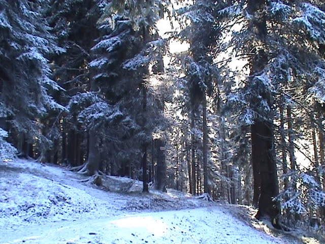 Girl walking through the Forest in winter, one video clip