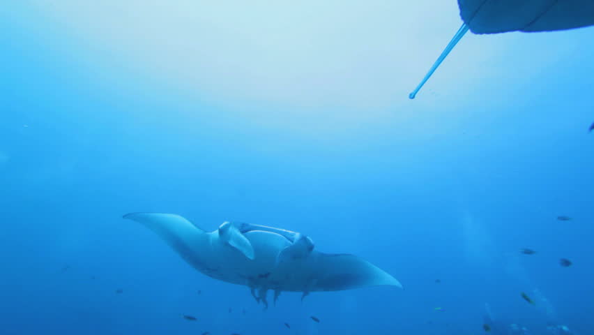 Mantas (Manta birostris), Maldives