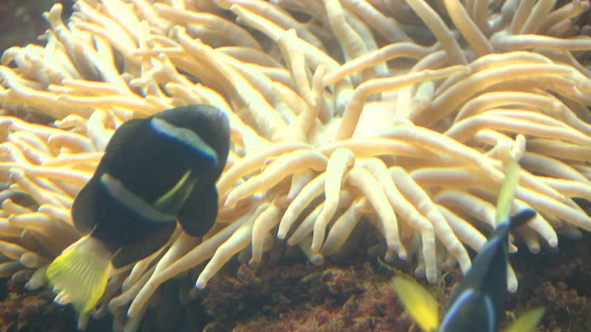 Fish hiding in Anemone