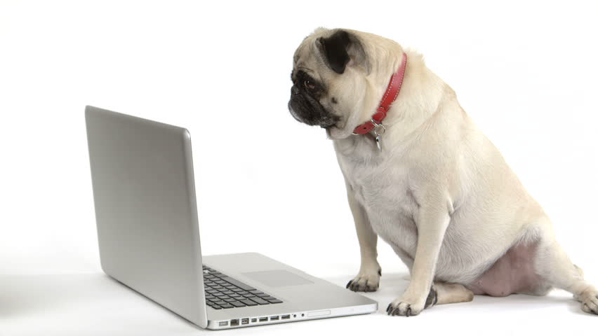 pug computer screen using laptop www pixshark images galleries with a bite pug computer screen using laptop www pixshark images galleries with a bite