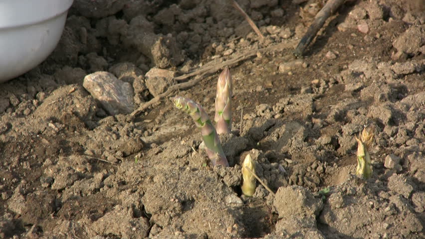 asparagus harvest
