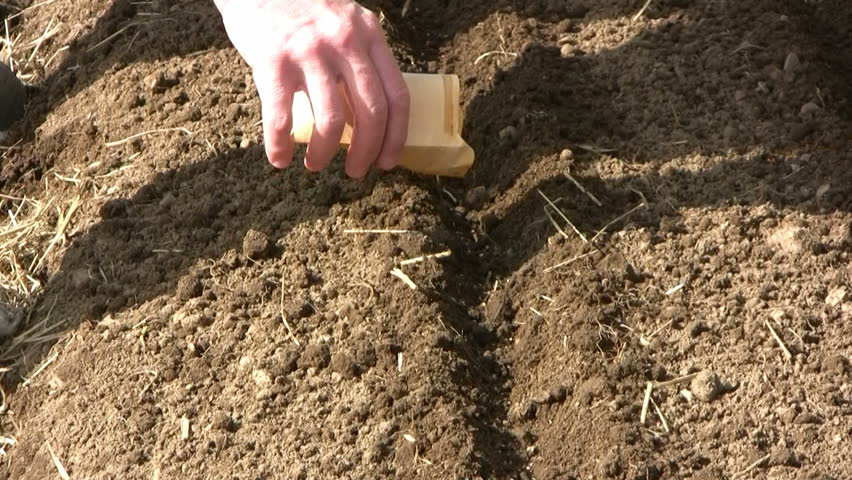 sowing seeds