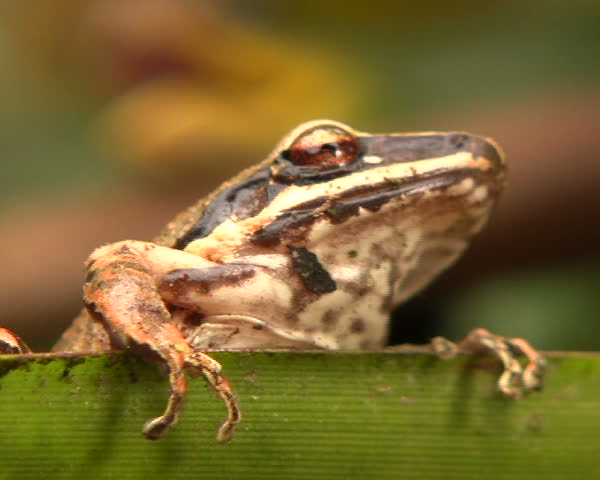 Cloudforest whipsnake (Chironius monticola) looking at a frog