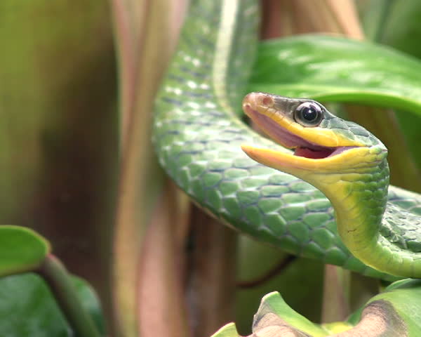 Cloudforest whipsnake (Chironius monticola) 