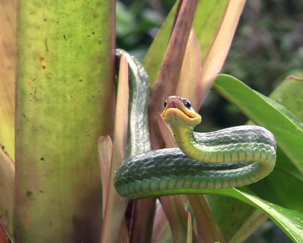 Cloudforest whipsnake (Chironius monticola) 