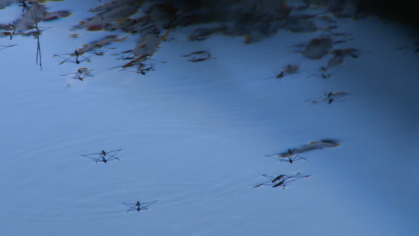 Water skaters Water strider in pond