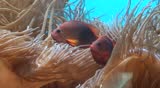 Anemones 