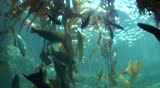 Aquarium