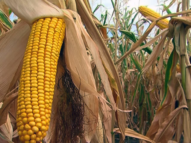 Corn field in fall before the harvest