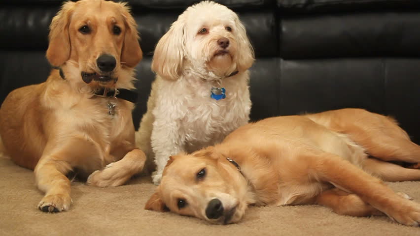 two golden retrievers and a white tibetan terrier sit calmly on a carpet floor HD