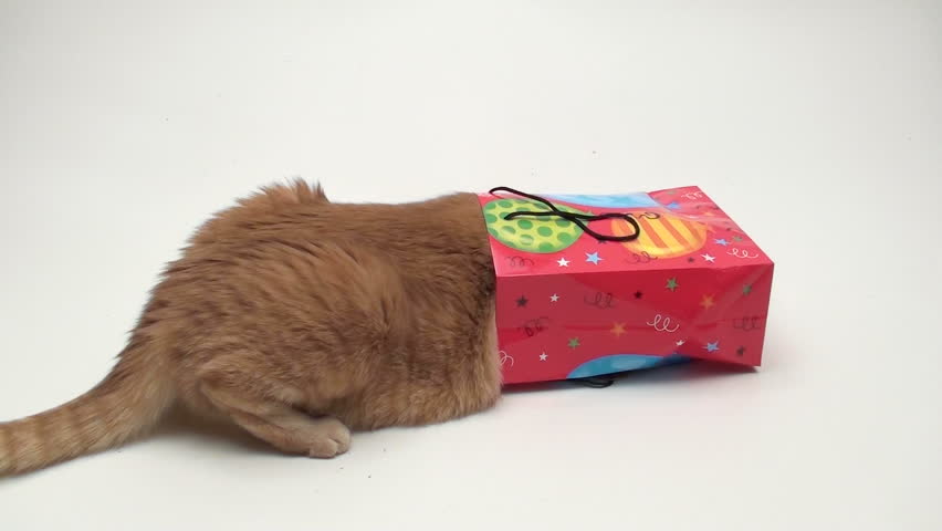 Curious cat peers inside birthday gift bag isolated on white V3