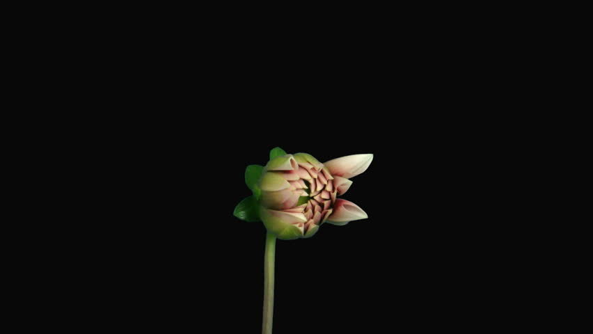 Time-lapse of blooming red-white dahlia with alpha matte 1c 