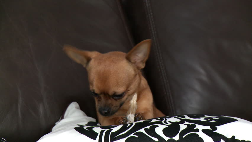Adorable chihuahua playing with a bone on sofa