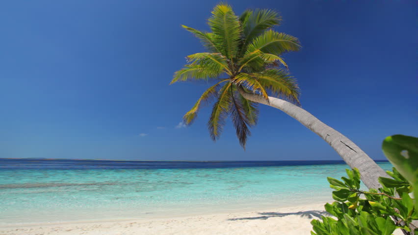 lonely palmtree on beach with turquoise lagoon 
